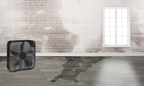 Best Carpet water damage restoration  in Somerset, NJ